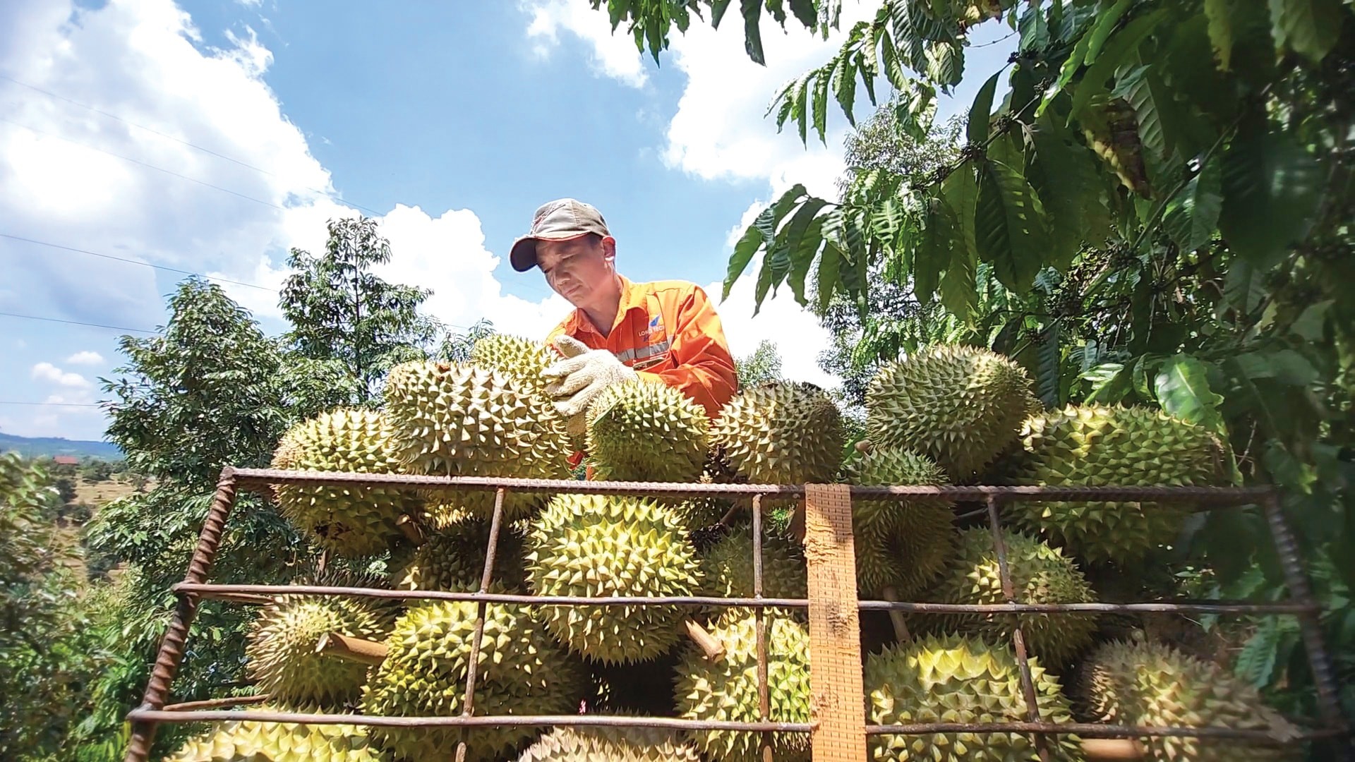 Rau quả Việt bứt phá, tiến gần mốc 10 tỷ USD xuất khẩu Rau quả Việt bứt phá, tiến gần mốc 10 tỷ USD xuất khẩu
