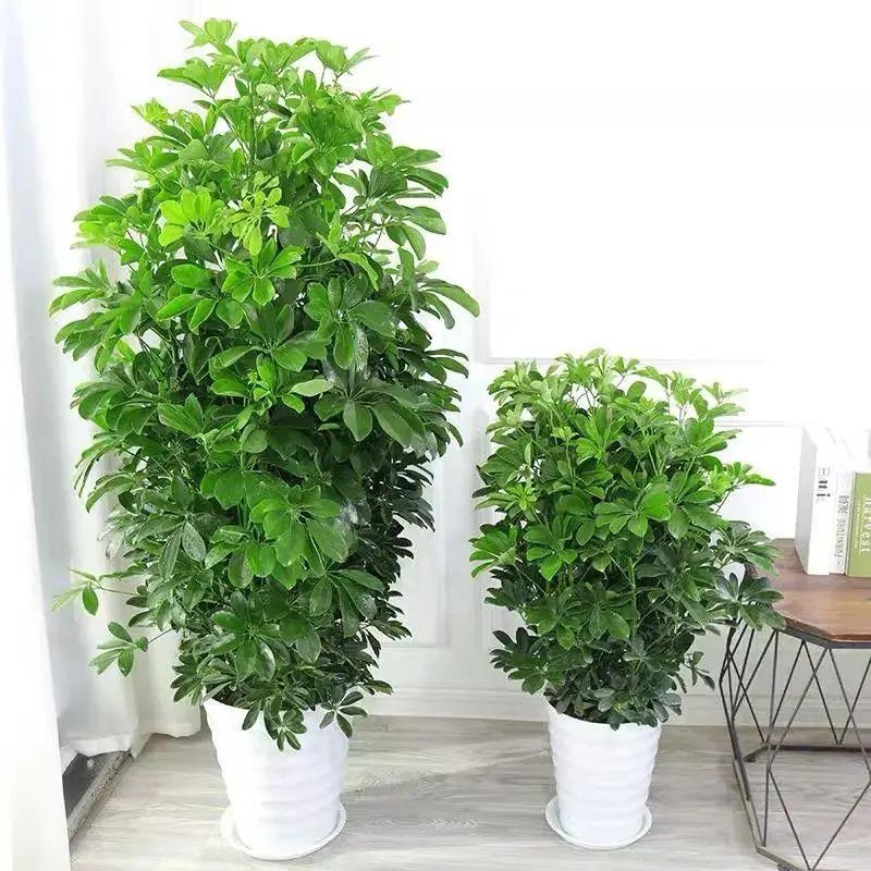 Tán lá xòe như bàn tay giữ lộc – bí mật phong thủy của ngũ gia bì Tán lá xòe như bàn tay giữ lộc – bí mật phong thủy của ngũ gia bì