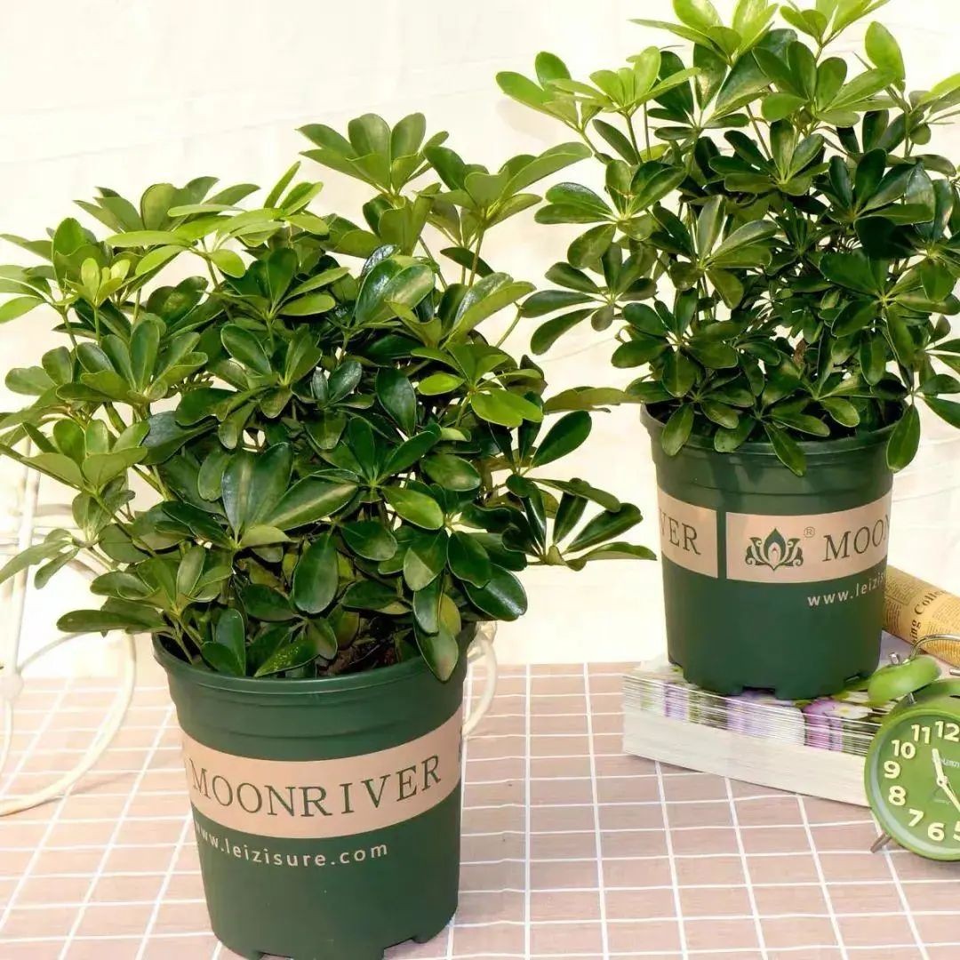 Tán lá xòe như bàn tay giữ lộc – bí mật phong thủy của ngũ gia bì Tán lá xòe như bàn tay giữ lộc – bí mật phong thủy của ngũ gia bì