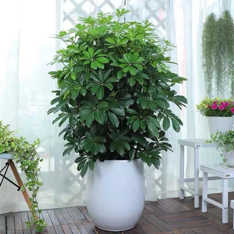 Tán lá xòe như bàn tay giữ lộc – bí mật phong thủy của ngũ gia bì Tán lá xòe như bàn tay giữ lộc – bí mật phong thủy của ngũ gia bì