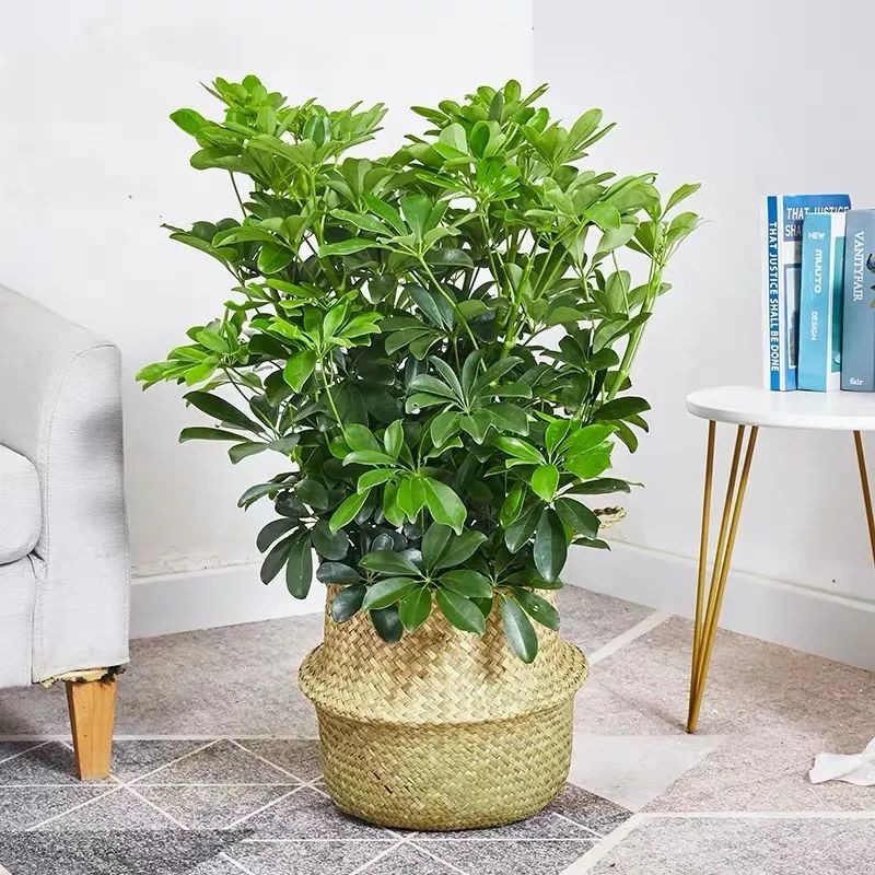 Tán lá xòe như bàn tay giữ lộc – bí mật phong thủy của ngũ gia bì Tán lá xòe như bàn tay giữ lộc – bí mật phong thủy của ngũ gia bì