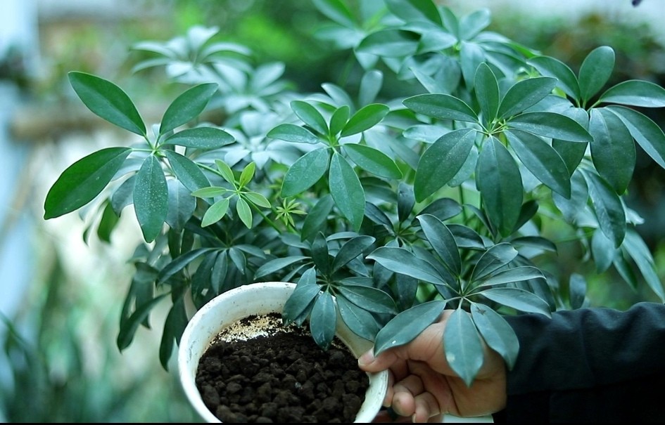 Tán lá xòe như bàn tay giữ lộc – bí mật phong thủy của ngũ gia bì Tán lá xòe như bàn tay giữ lộc – bí mật phong thủy của ngũ gia bì