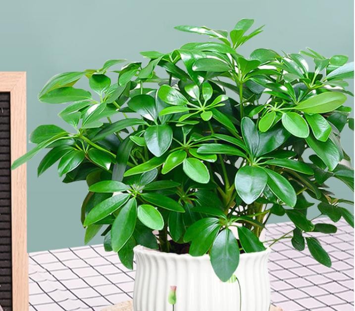 Tán lá xòe như bàn tay giữ lộc – bí mật phong thủy của ngũ gia bì Tán lá xòe như bàn tay giữ lộc – bí mật phong thủy của ngũ gia bì