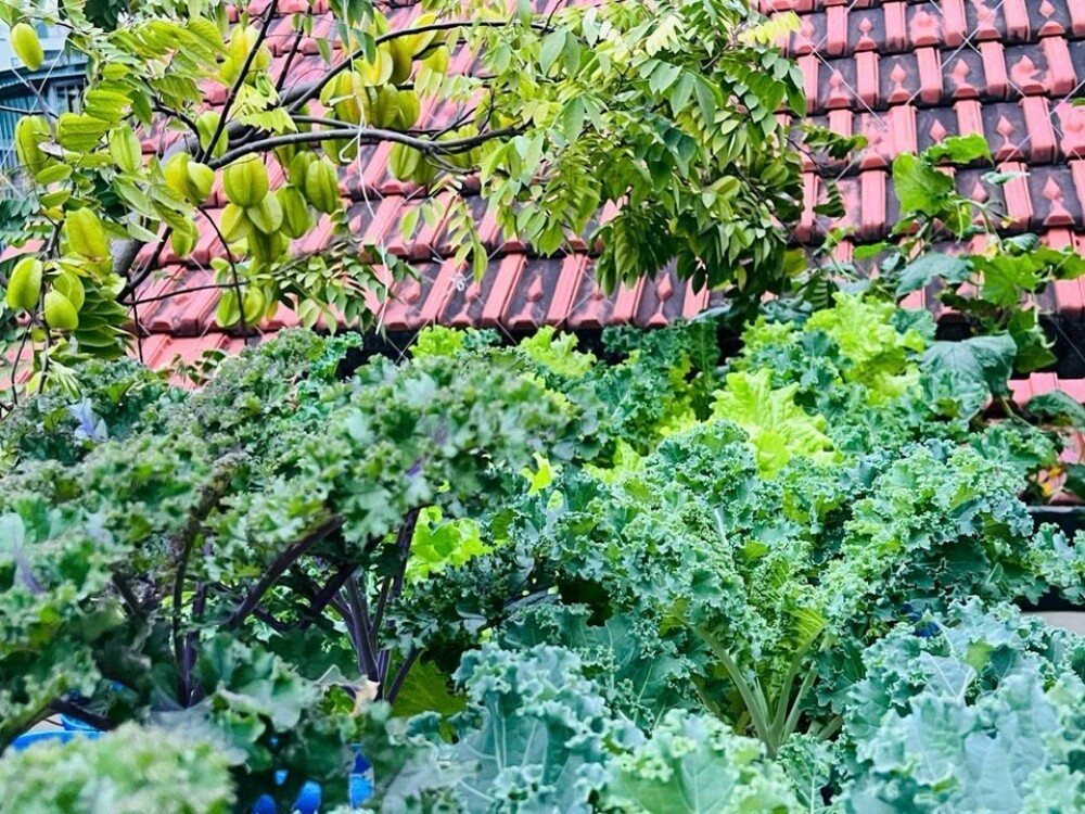 Chi 100 triệu, bác sĩ Hà Nội trồng rau nuôi cá trên sân thượng, thu hoạch quanh năm Chi 100 triệu, bác sĩ Hà Nội trồng rau nuôi cá trên sân thượng, thu hoạch quanh năm