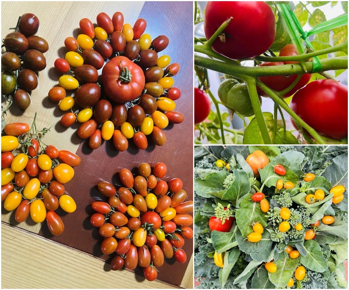 Chi 100 triệu, bác sĩ Hà Nội trồng rau nuôi cá trên sân thượng, thu hoạch quanh năm Chi 100 triệu, bác sĩ Hà Nội trồng rau nuôi cá trên sân thượng, thu hoạch quanh năm