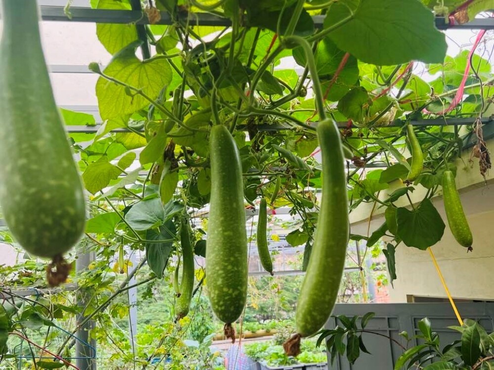 Chi 100 triệu, bác sĩ Hà Nội trồng rau nuôi cá trên sân thượng, thu hoạch quanh năm Chi 100 triệu, bác sĩ Hà Nội trồng rau nuôi cá trên sân thượng, thu hoạch quanh năm