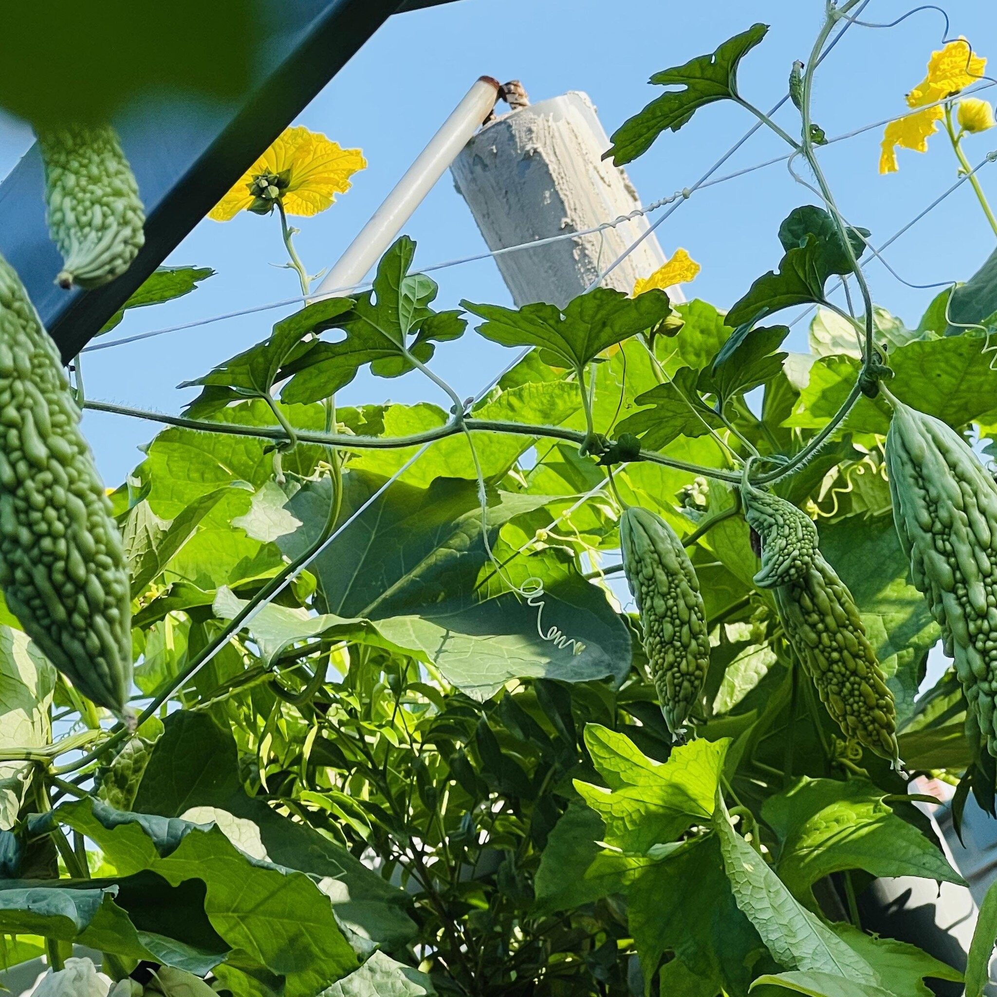 Chi 100 triệu, bác sĩ Hà Nội trồng rau nuôi cá trên sân thượng, thu hoạch quanh năm Chi 100 triệu, bác sĩ Hà Nội trồng rau nuôi cá trên sân thượng, thu hoạch quanh năm