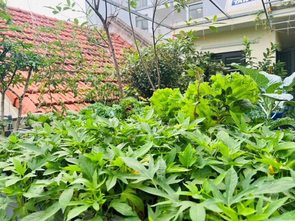 Chi 100 triệu, bác sĩ Hà Nội trồng rau nuôi cá trên sân thượng, thu hoạch quanh năm Chi 100 triệu, bác sĩ Hà Nội trồng rau nuôi cá trên sân thượng, thu hoạch quanh năm