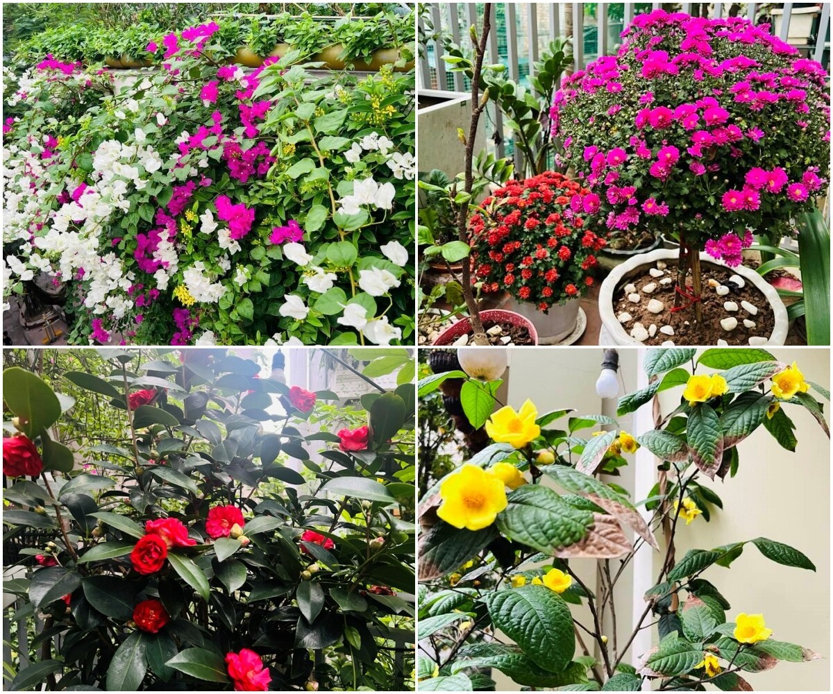 Chi 100 triệu, bác sĩ Hà Nội trồng rau nuôi cá trên sân thượng, thu hoạch quanh năm Chi 100 triệu, bác sĩ Hà Nội trồng rau nuôi cá trên sân thượng, thu hoạch quanh năm