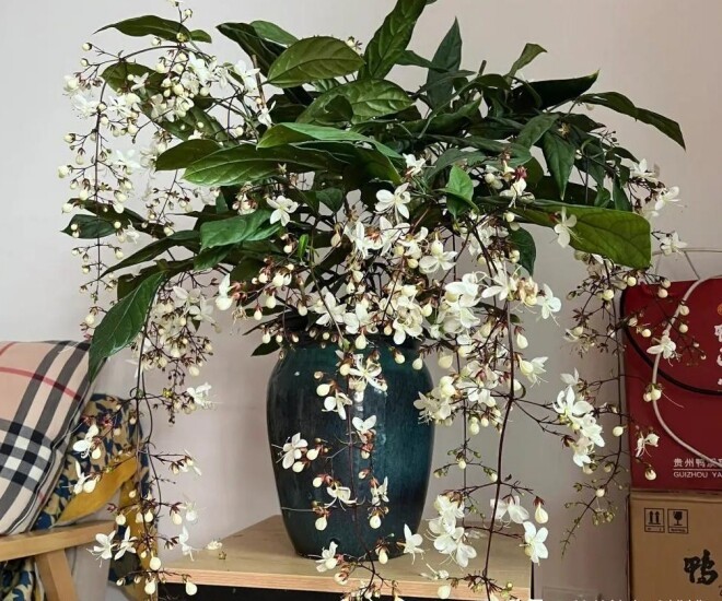 Cây dạ ngọc minh châu – Hoa trắng tinh khôi, hương thơm lan tỏa, mang may mắn vào nhà