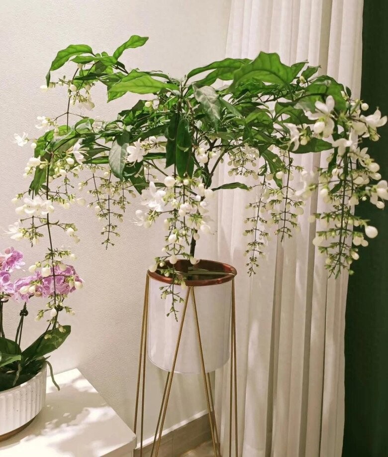 Cây dạ ngọc minh châu – Hoa trắng tinh khôi, hương thơm lan tỏa, mang may mắn vào nhà