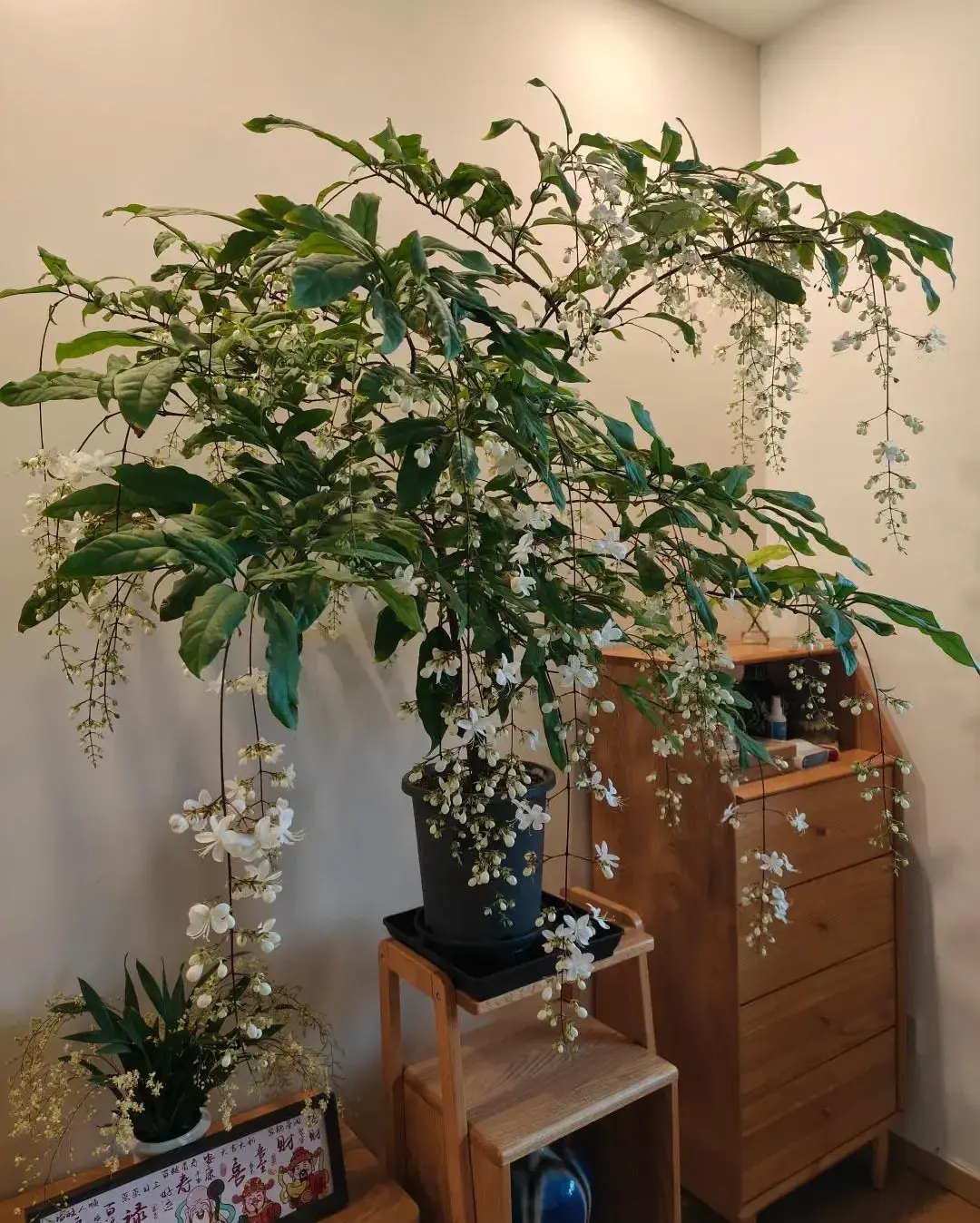 Cây dạ ngọc minh châu – Hoa trắng tinh khôi, hương thơm lan tỏa, mang may mắn vào nhà