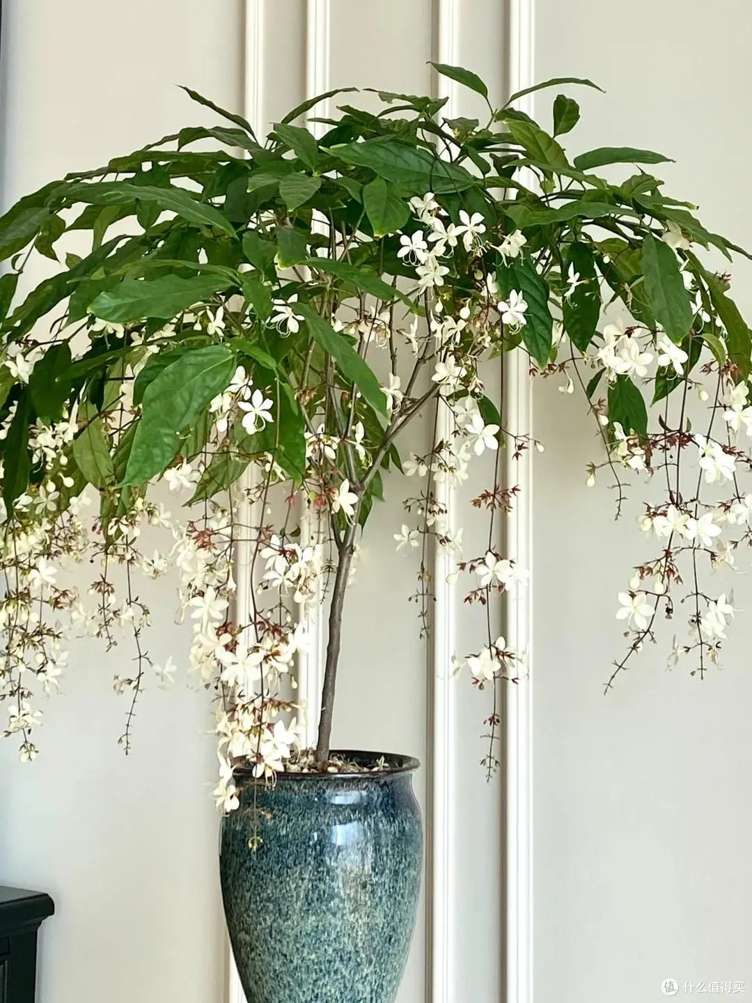 Cây dạ ngọc minh châu – Hoa trắng tinh khôi, hương thơm lan tỏa, mang may mắn vào nhà