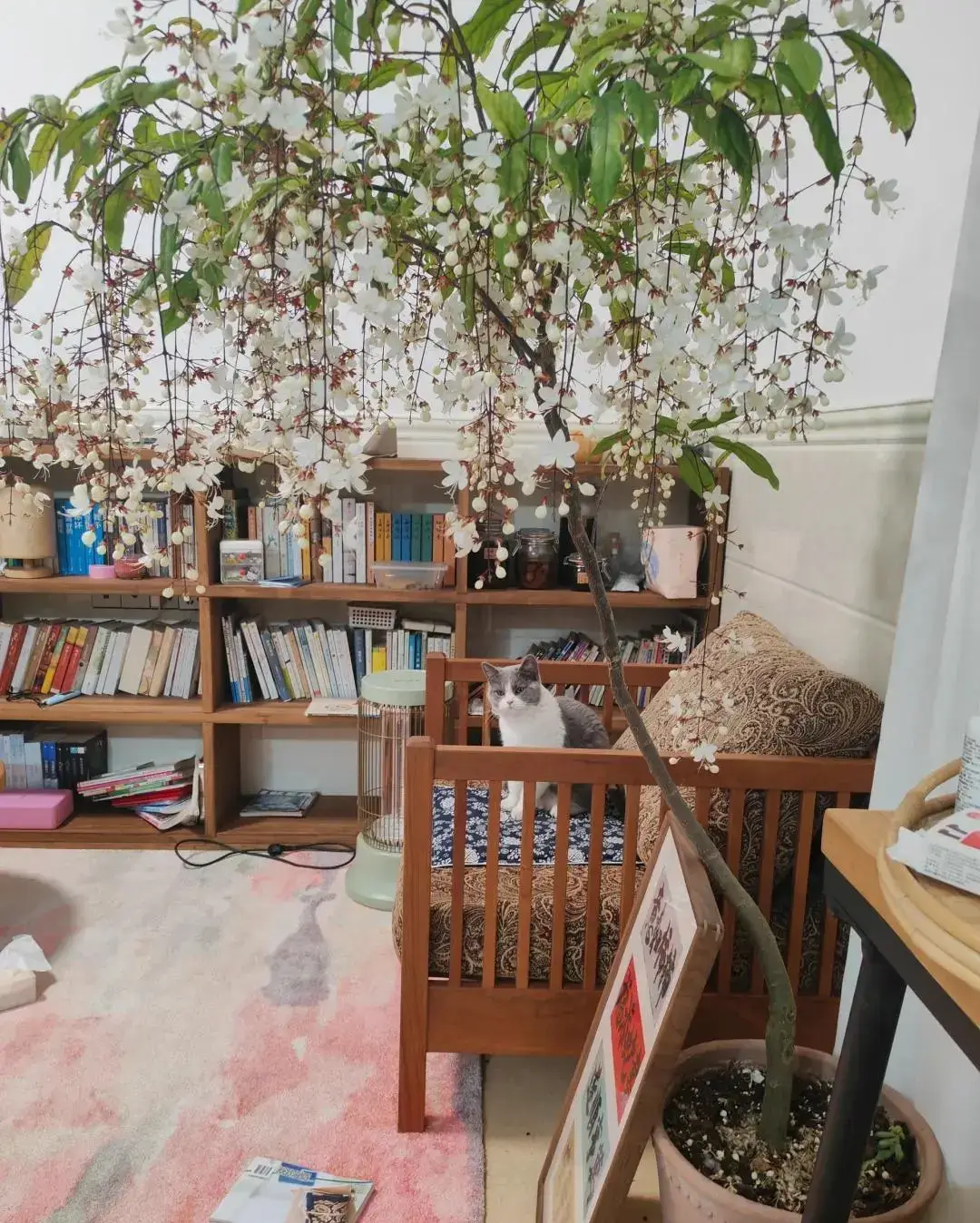 Cây dạ ngọc minh châu – Hoa trắng tinh khôi, hương thơm lan tỏa, mang may mắn vào nhà