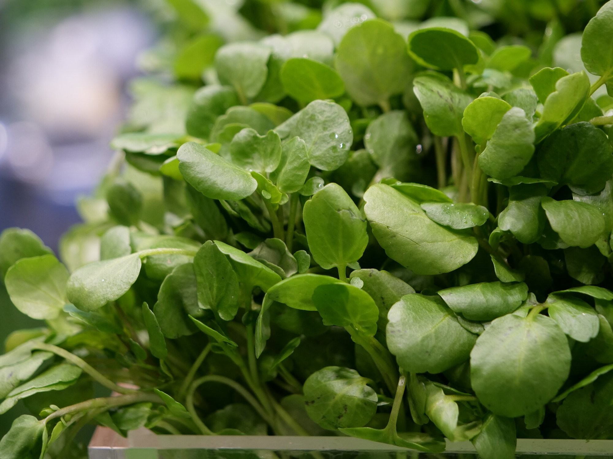 Loại rau được đánh giá tốt nhất thế giới, Việt Nam trồng đầy đồng, giá cao vẫn cháy hàng