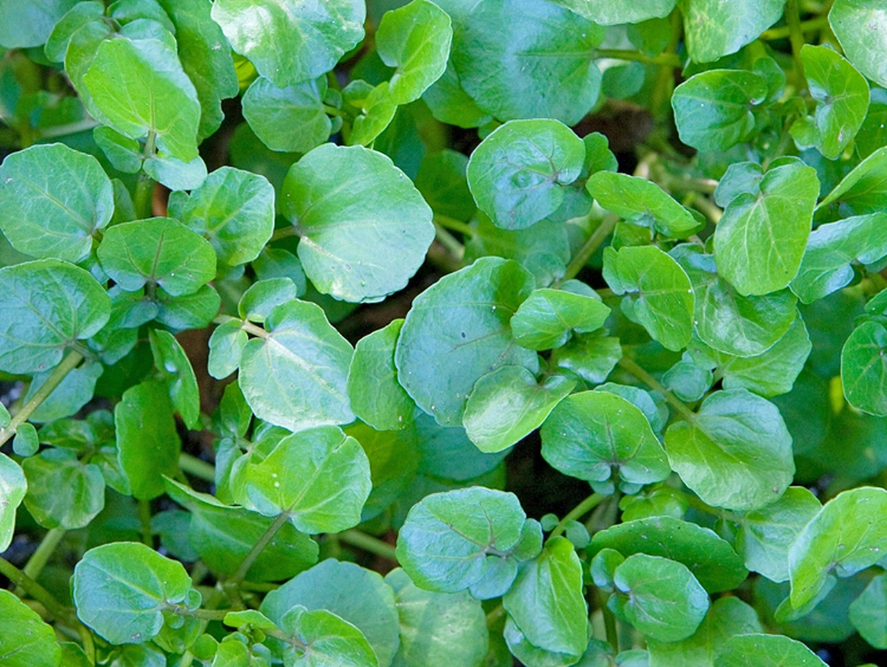 Loại rau được đánh giá tốt nhất thế giới, Việt Nam trồng đầy đồng, giá cao vẫn cháy hàng