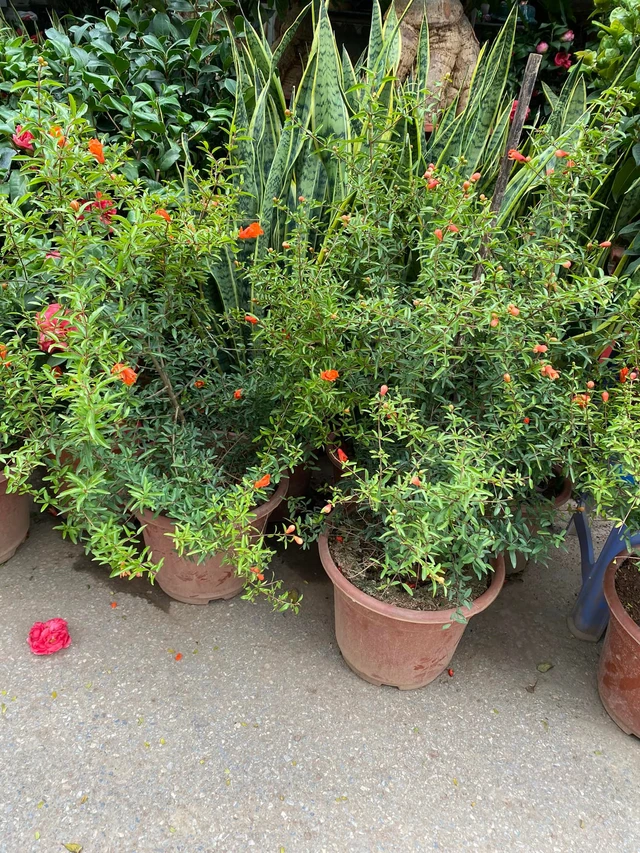 Nhà khá giả xưa nay đều trồng loại cây này trước cửa: Vừa đẹp nhà, vừa giữ của giữ phúc