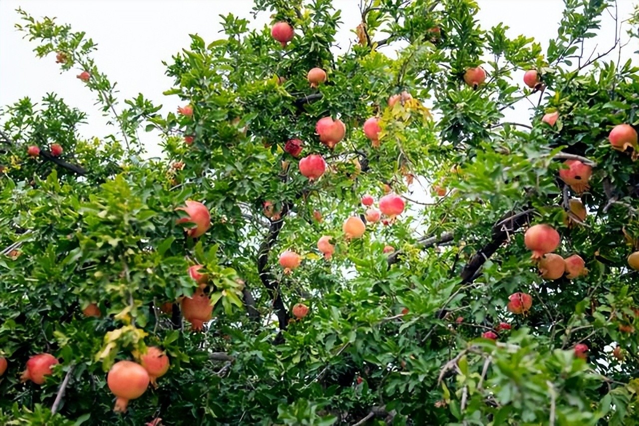 Nhà khá giả xưa nay đều trồng loại cây này trước cửa: Vừa đẹp nhà, vừa giữ của giữ phúc