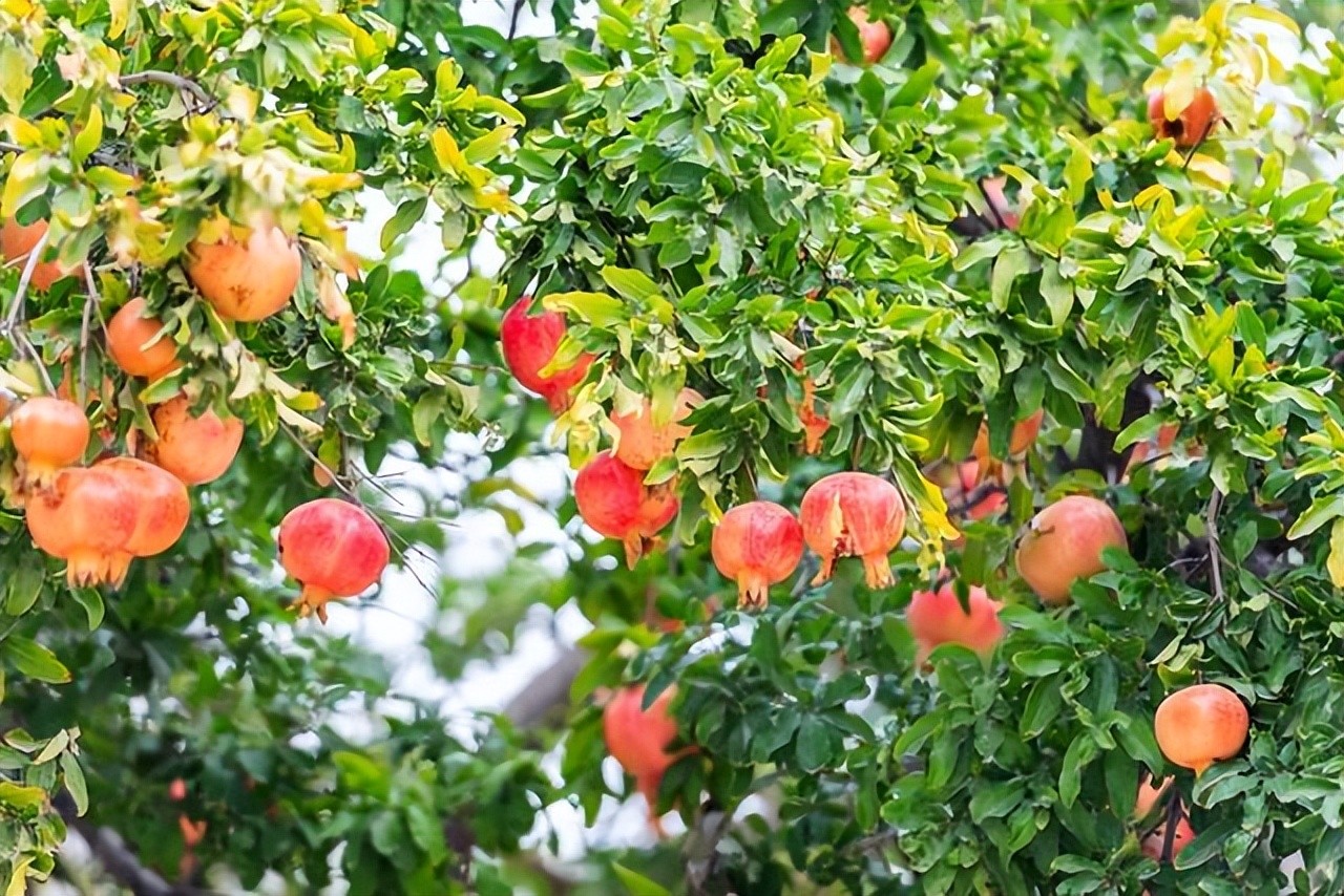 Nhà khá giả xưa nay đều trồng loại cây này trước cửa: Vừa đẹp nhà, vừa giữ của giữ phúc