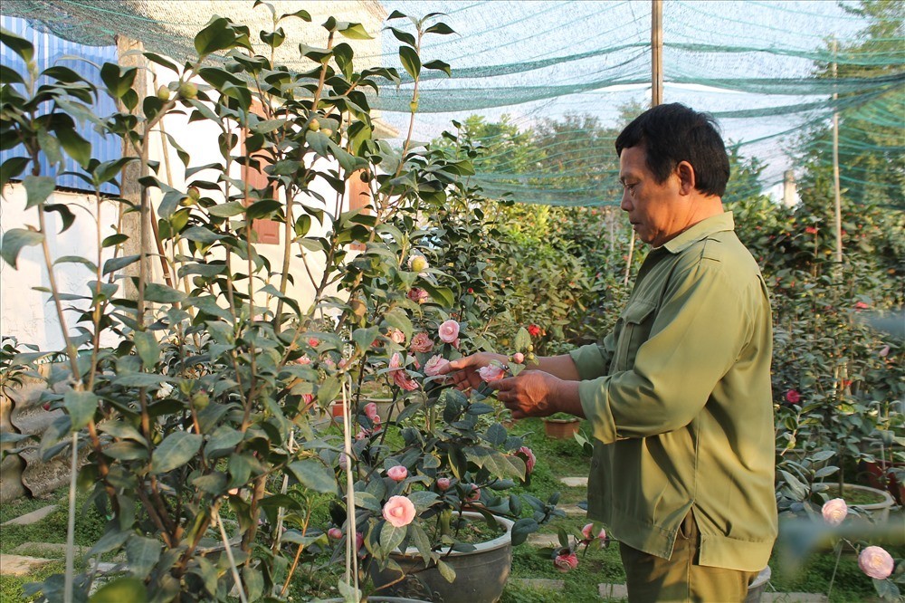 An Dương gìn giữ làng nghề hoa – cây cảnh giữa áp lực đô thị hóa An Dương gìn giữ làng nghề hoa – cây cảnh giữa áp lực đô thị hóa