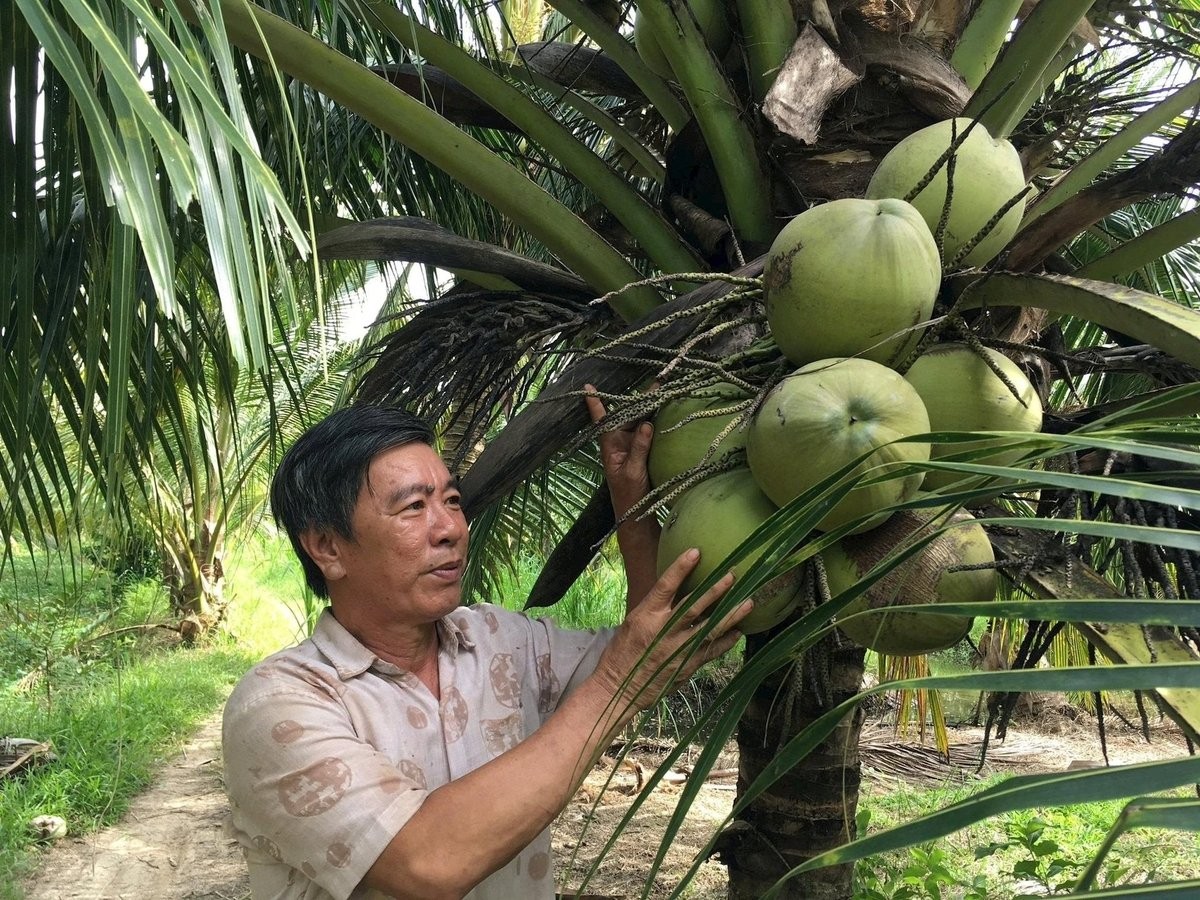 ĐBSCL kỳ vọng ngành dừa bứt phá nhờ công nghệ và chế biến sâu ĐBSCL kỳ vọng ngành dừa bứt phá nhờ công nghệ và chế biến sâu