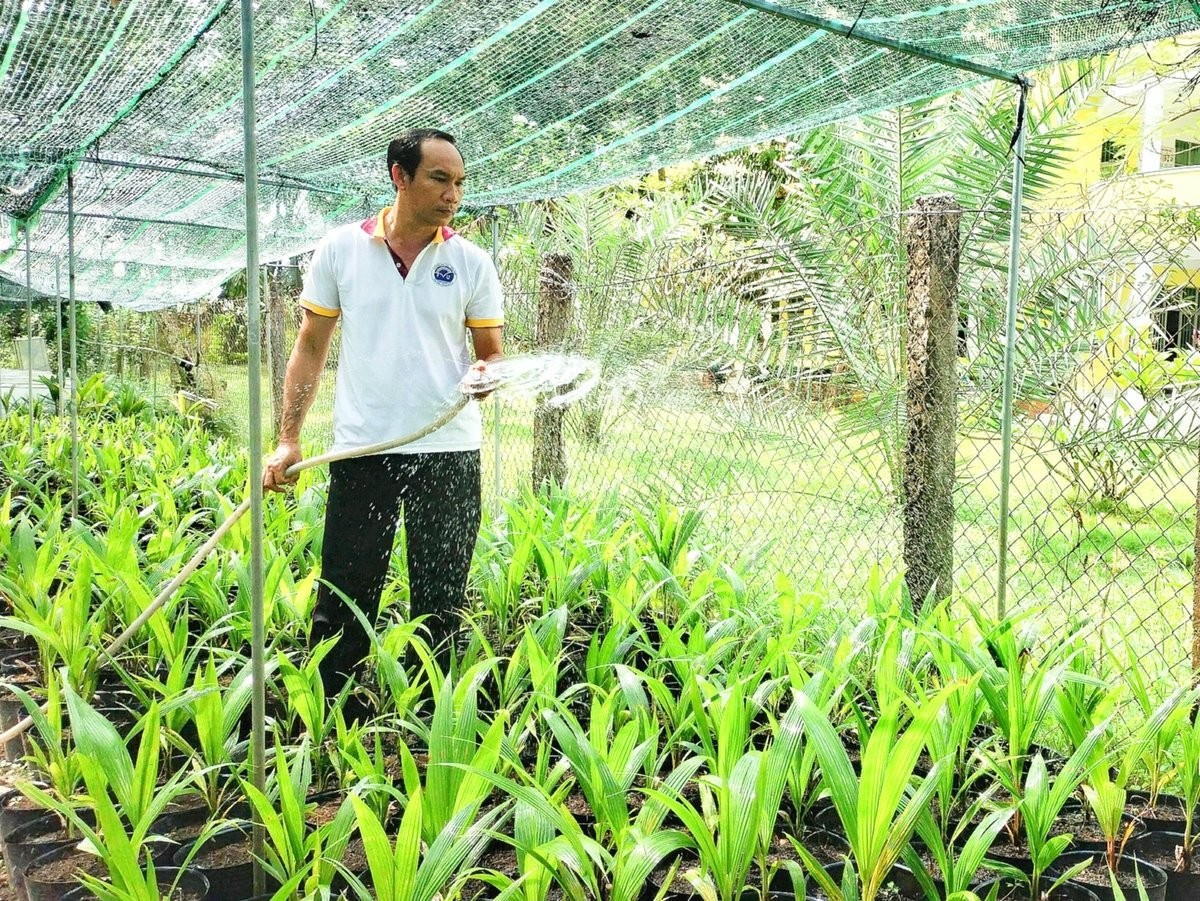 ĐBSCL kỳ vọng ngành dừa bứt phá nhờ công nghệ và chế biến sâu ĐBSCL kỳ vọng ngành dừa bứt phá nhờ công nghệ và chế biến sâu