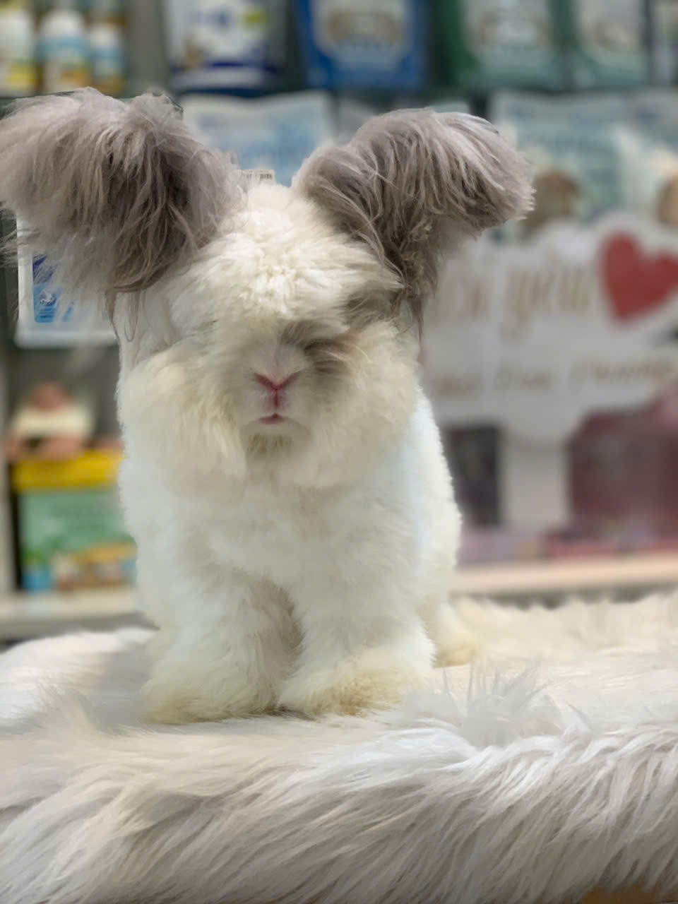 Xu hướng nuôi thỏ cảnh: Khi người thành thị đi tìm sự mềm mại và chữa lành