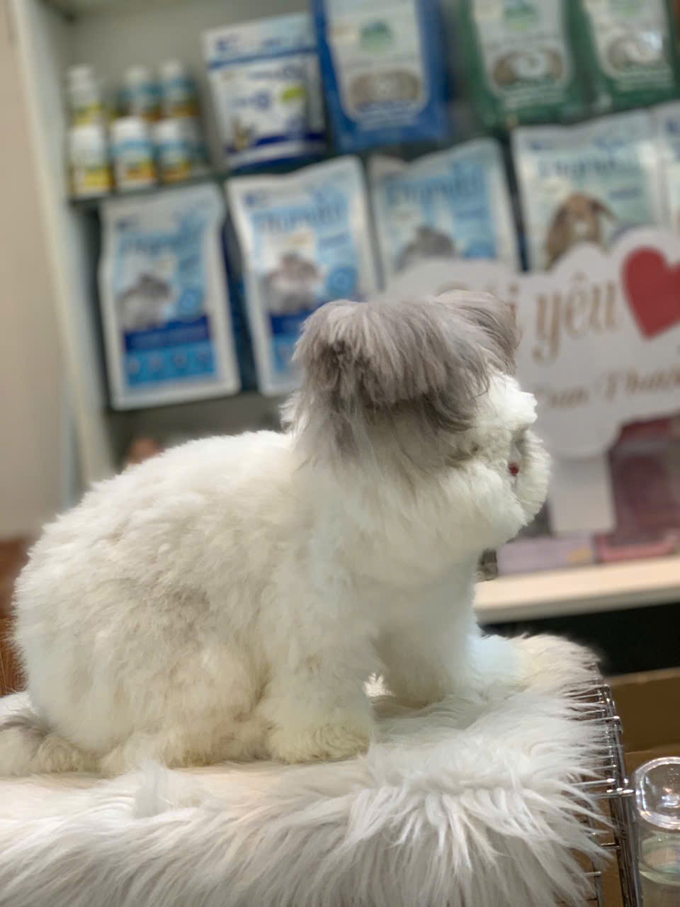 Xu hướng nuôi thỏ cảnh: Khi người thành thị đi tìm sự mềm mại và chữa lành