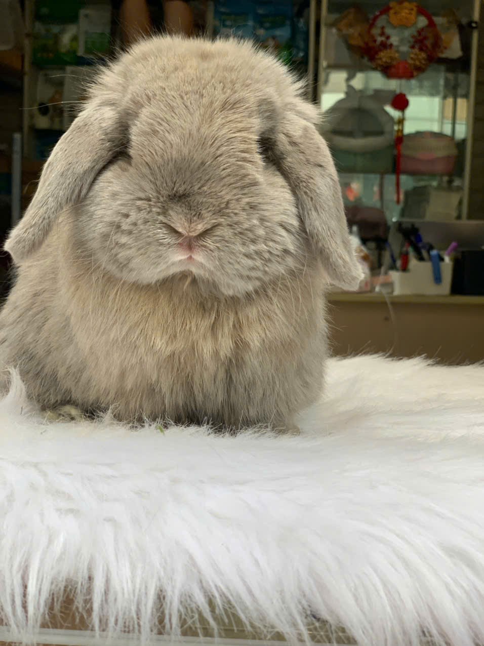 Xu hướng nuôi thỏ cảnh: Khi người thành thị đi tìm sự mềm mại và chữa lành