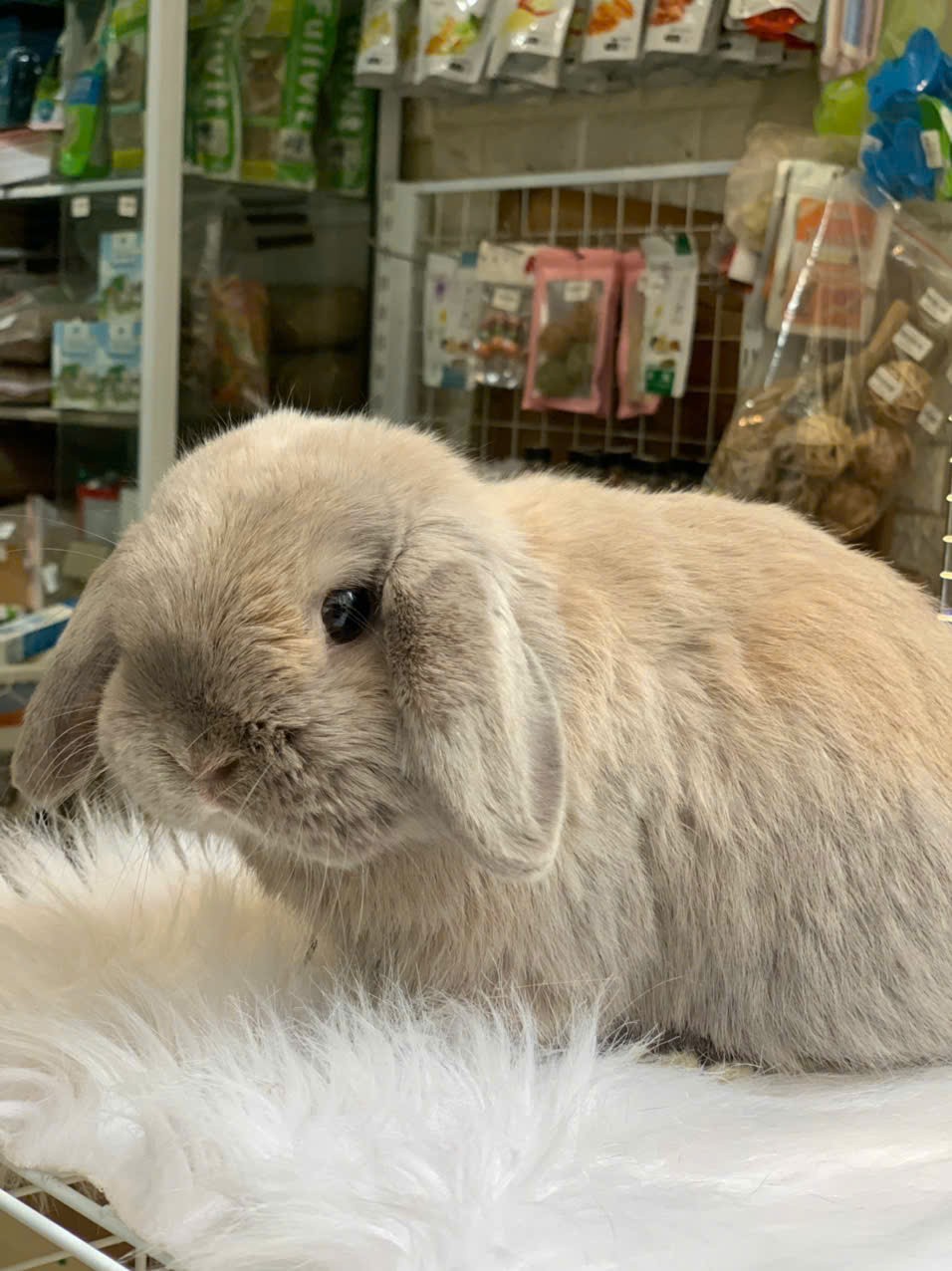 Xu hướng nuôi thỏ cảnh: Khi người thành thị đi tìm sự mềm mại và chữa lành