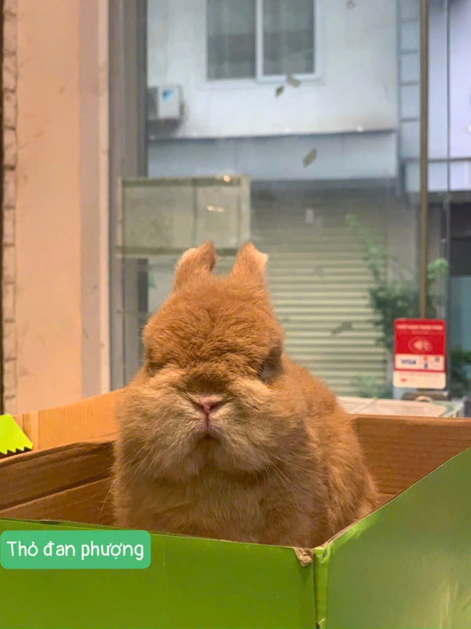 Xu hướng nuôi thỏ cảnh: Khi người thành thị đi tìm sự mềm mại và chữa lành