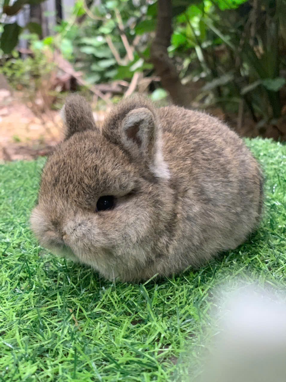 Xu hướng nuôi thỏ cảnh: Khi người thành thị đi tìm sự mềm mại và chữa lành