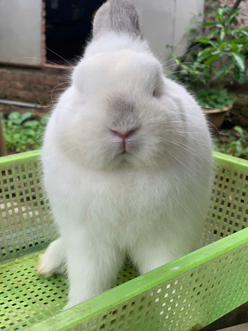 Xu hướng nuôi thỏ cảnh: Khi người thành thị đi tìm sự mềm mại và chữa lành