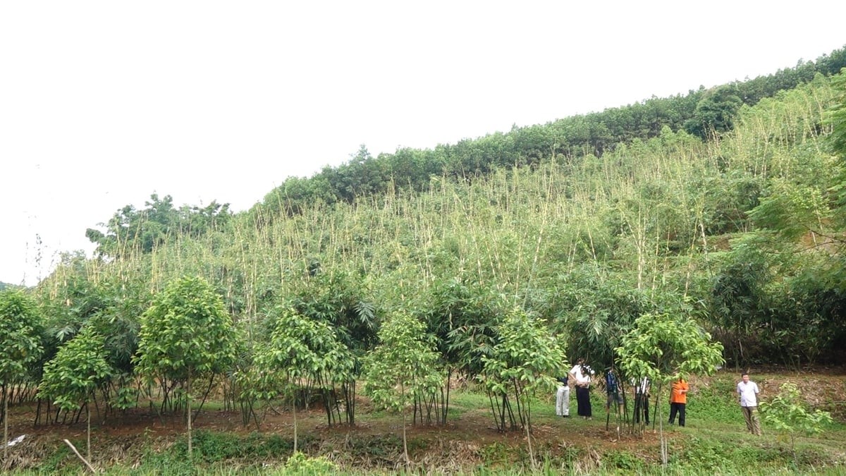 Thứ cây hái ra tiền ở Thái Nguyên: Cơ hội làm giàu hay rủi ro khi trồng ồ ạt? Thứ cây hái ra tiền ở Thái Nguyên: Cơ hội làm giàu hay rủi ro khi trồng ồ ạt?