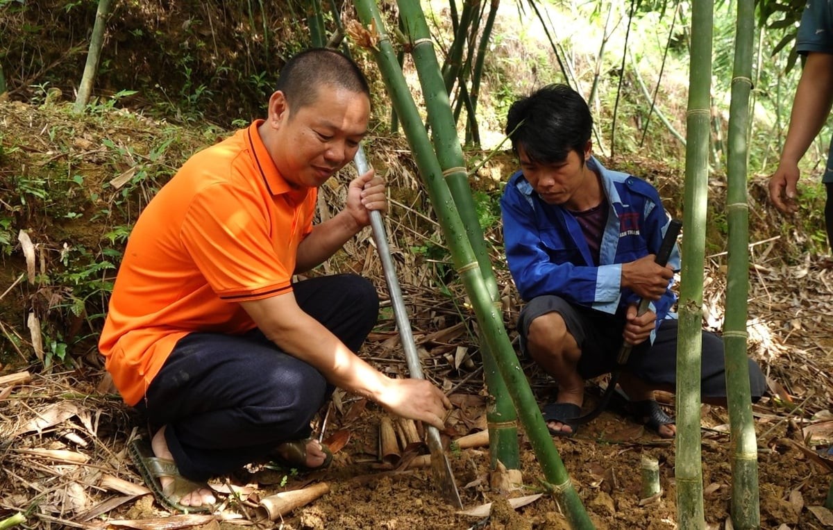 Thứ cây hái ra tiền ở Thái Nguyên: Cơ hội làm giàu hay rủi ro khi trồng ồ ạt? Thứ cây hái ra tiền ở Thái Nguyên: Cơ hội làm giàu hay rủi ro khi trồng ồ ạt?