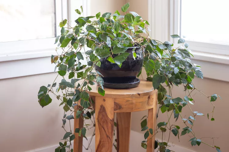 Loại cây “diệt mốc” thần kỳ trong nhà tắm: Không khí khô thoáng, mùa đông càng nên trồng